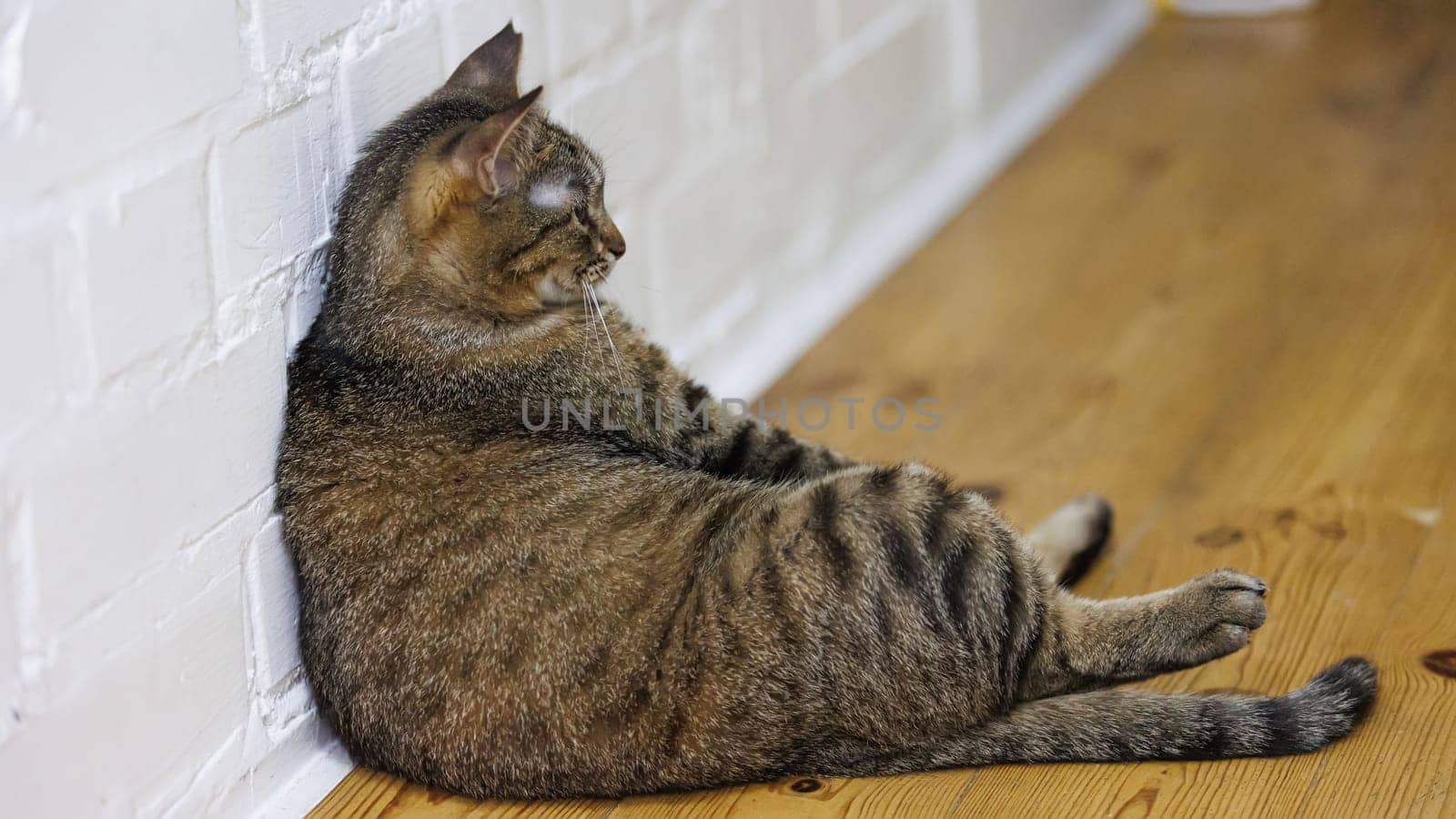 Cat sitting like a human, showcasing its quirky personality and providing a delightful glimpse into feline behavior. Ideal for pet humor and animal-themed content.
