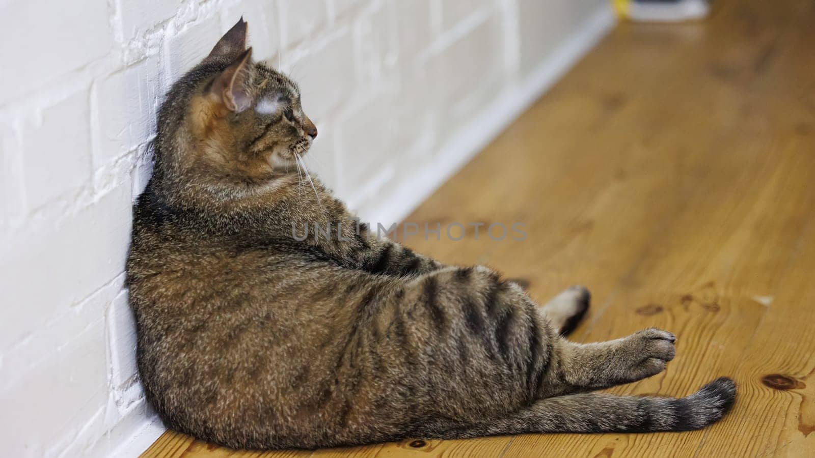 Cat sitting like a human, showcasing its quirky personality and providing a delightful glimpse into feline behavior. Ideal for pet humor and animal-themed content.