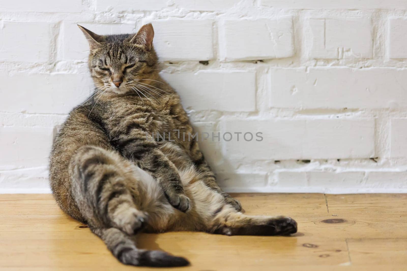 Cat sitting like a human, showcasing its quirky personality and providing a delightful glimpse into feline behavior. Ideal for pet humor and animal-themed content.