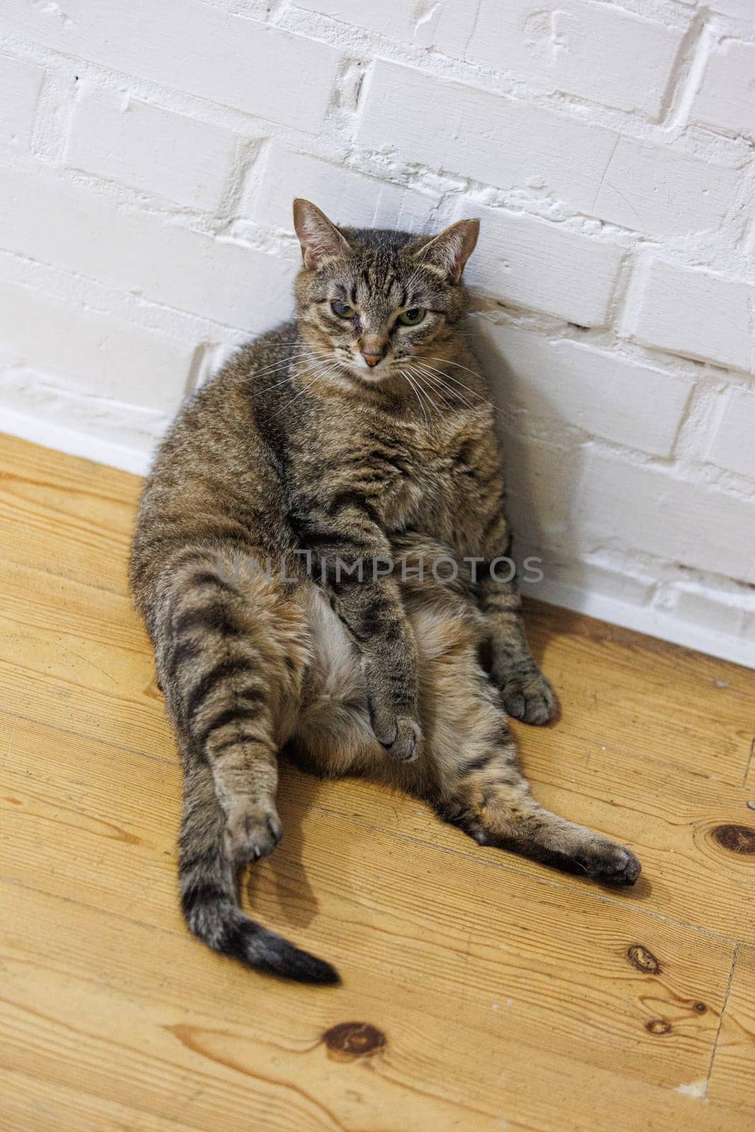 Cat sitting like a human, showcasing its quirky personality and providing a delightful glimpse into feline behavior. Ideal for pet humor and animal-themed content.