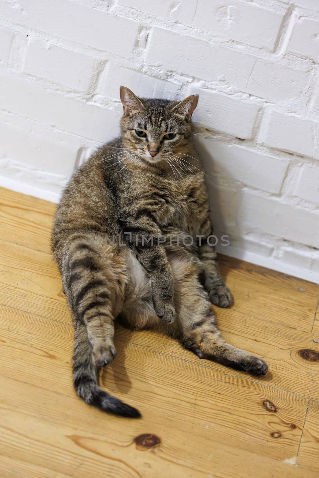 Cat sitting like a human, showcasing its quirky personality and providing a delightful glimpse into feline behavior. Ideal for pet humor and animal-themed content.