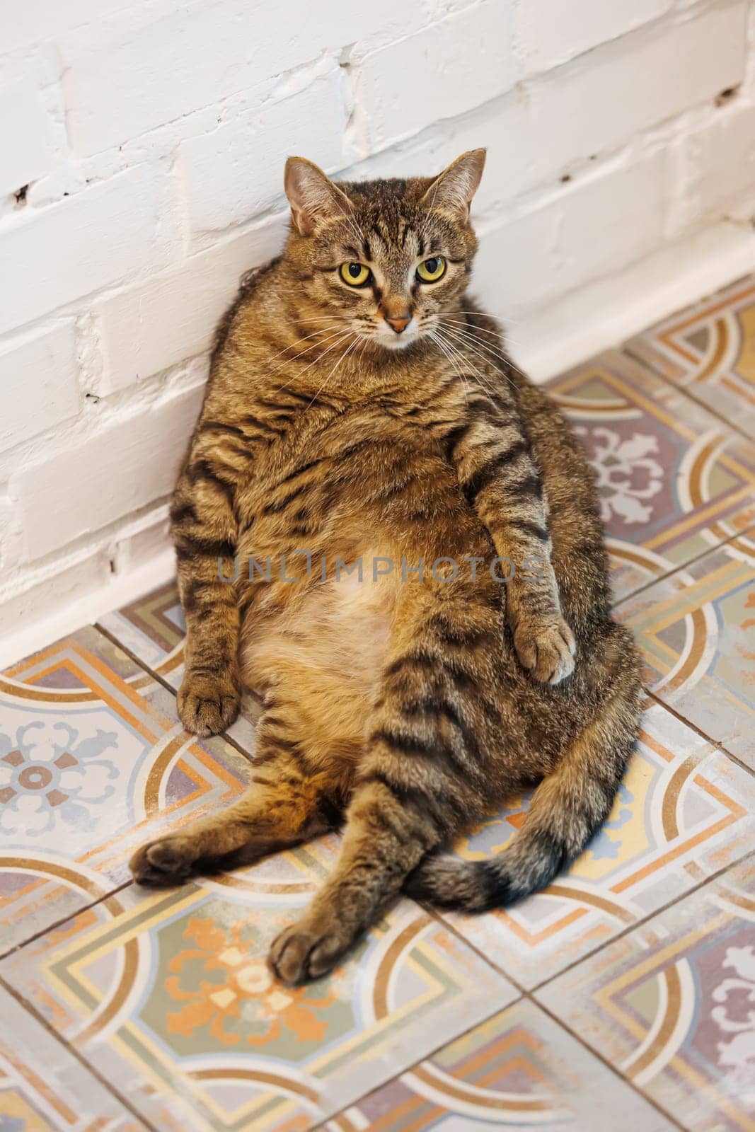 Cat sitting like a human, showcasing its quirky personality and providing a delightful glimpse into feline behavior. Ideal for pet humor and animal-themed content.