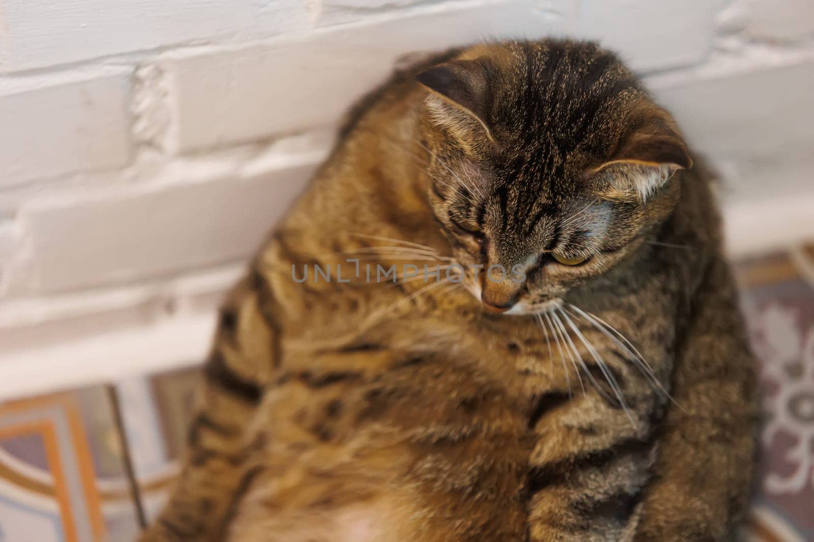 Cat sitting like a human, showcasing its quirky personality and providing a delightful glimpse into feline behavior. Ideal for pet humor and animal-themed content.