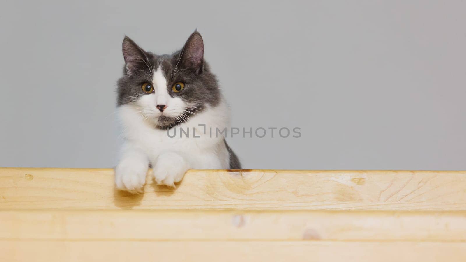 Portrait of a gray and white fluffy cat sitting on a wooden surface, looking attentively at the camera.