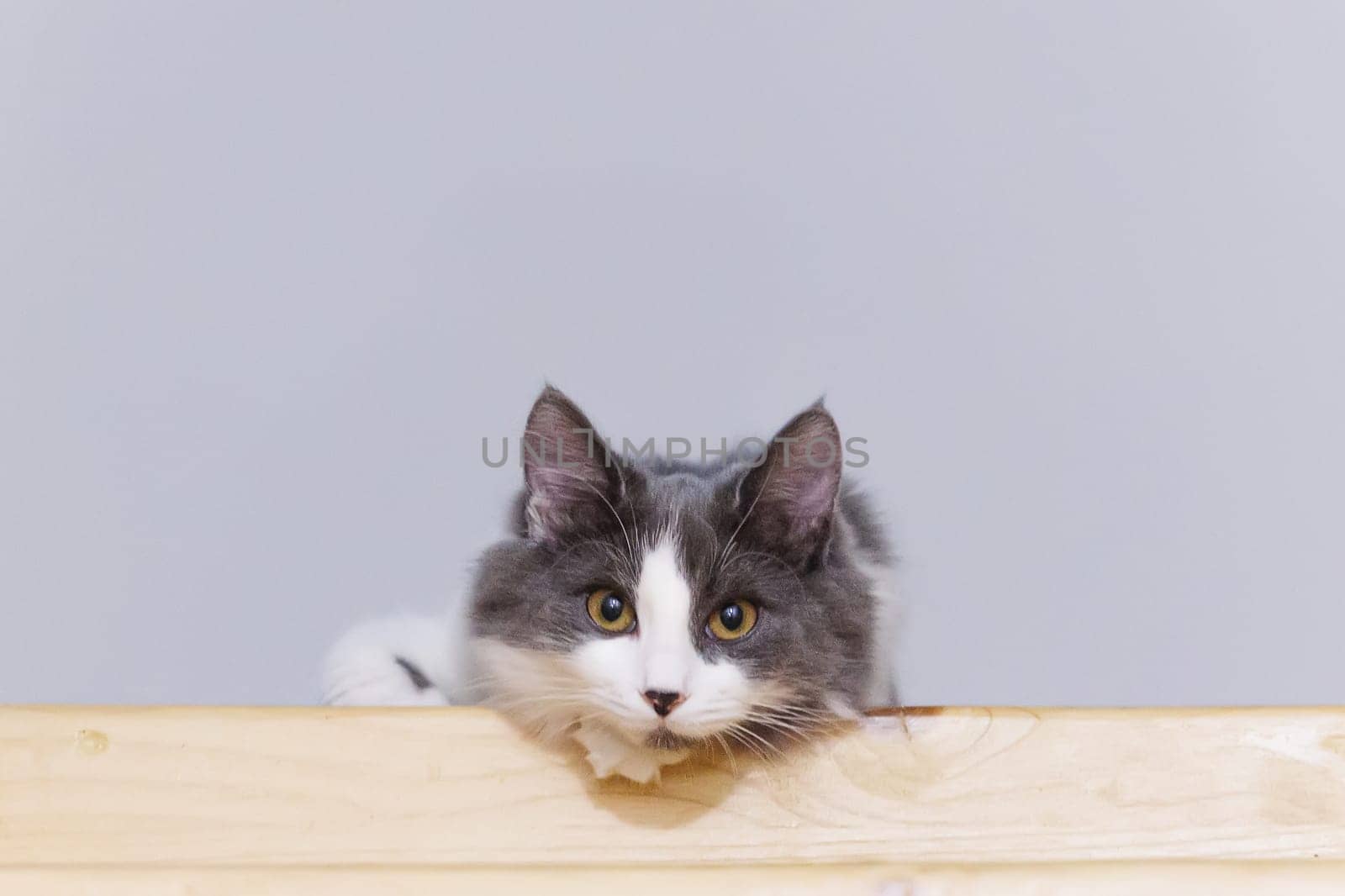 Portrait of a gray and white fluffy cat sitting on a wooden surface, looking attentively at the camera.
