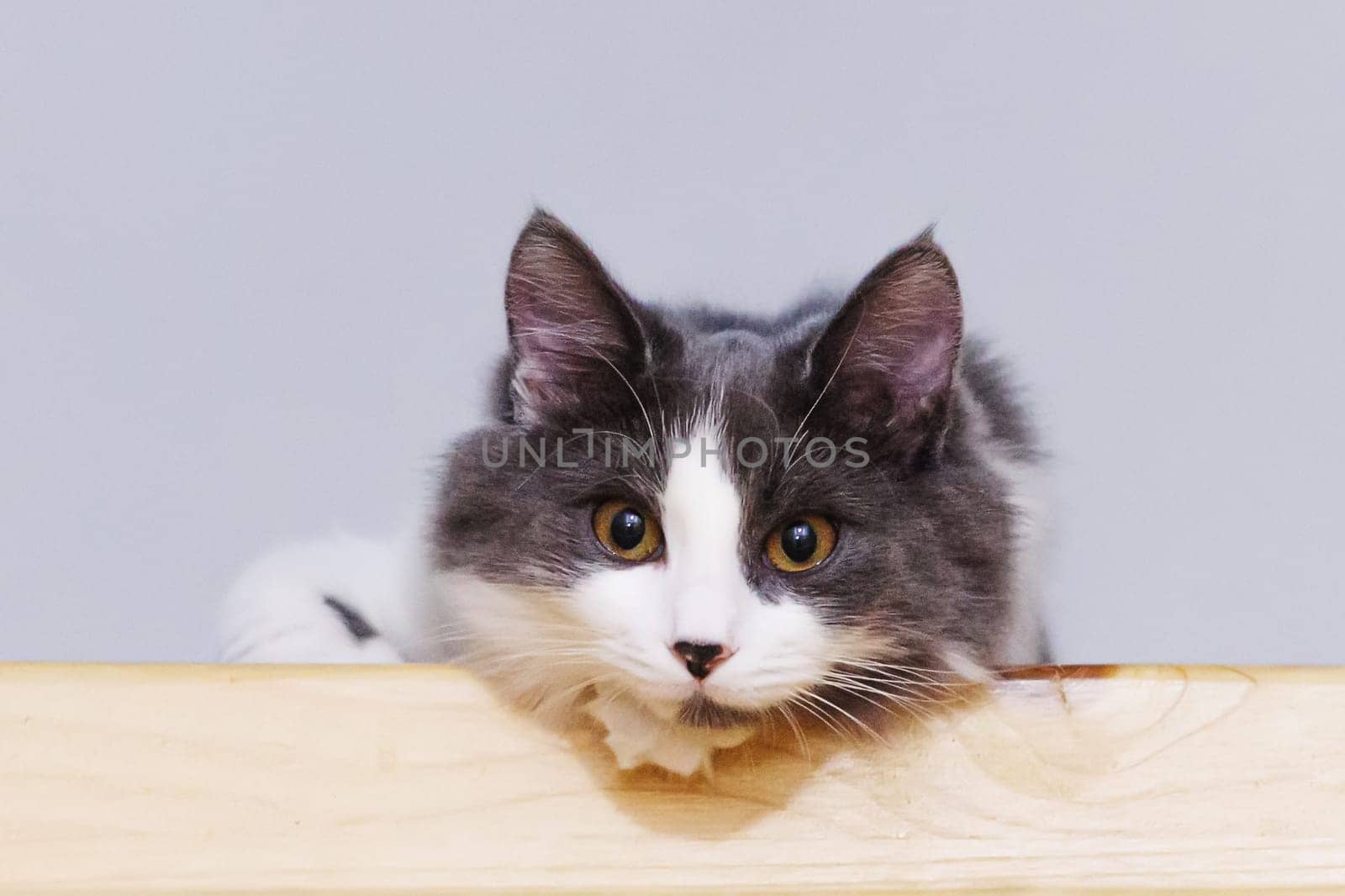 Portrait of a gray and white fluffy cat sitting on a wooden surface, looking attentively at the camera.