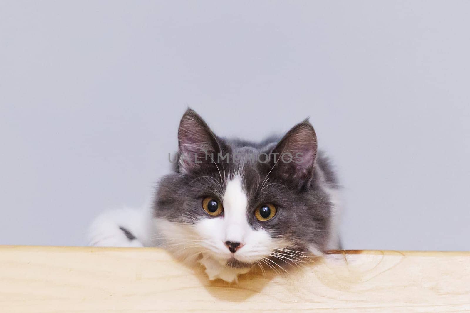 Portrait of a gray and white fluffy cat sitting on a wooden surface, looking attentively at the camera.