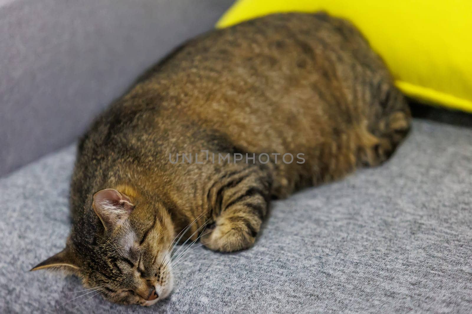 A peaceful close-up of a sleeping tabby cat, capturing its serene and relaxed state on a cozy surface. Perfect for pet lovers and home decor themes.