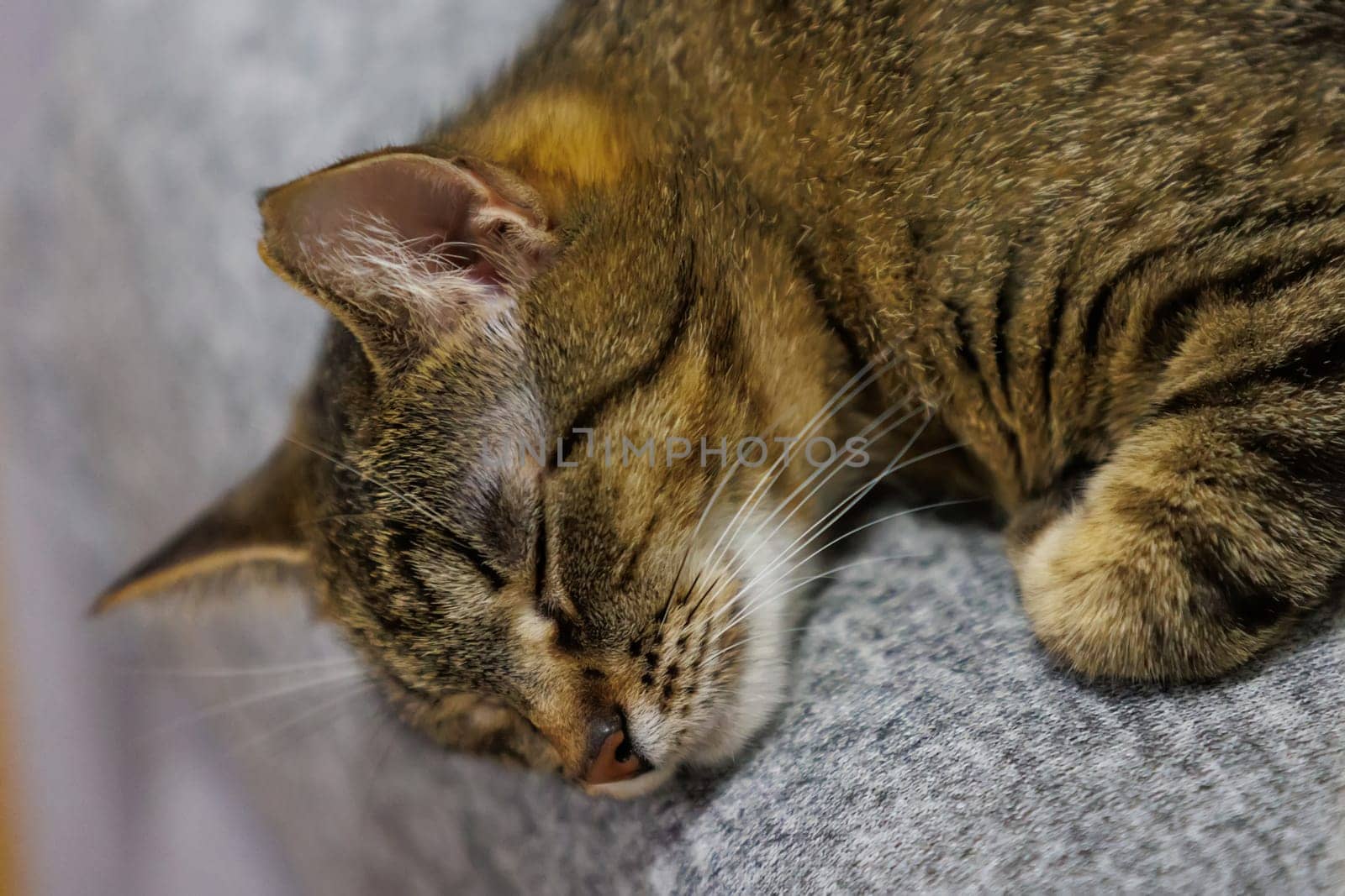 A peaceful close-up of a sleeping tabby cat, capturing its serene and relaxed state on a cozy surface. Perfect for pet lovers and home decor themes.