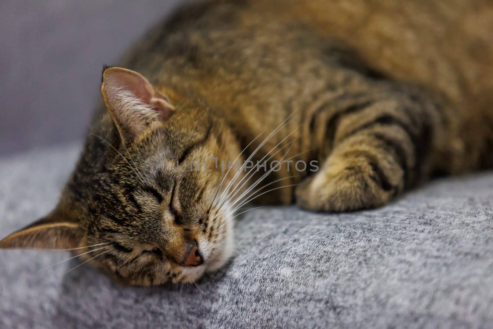 A peaceful close-up of a sleeping tabby cat, capturing its serene and relaxed state on a cozy surface. Perfect for pet lovers and home decor themes.