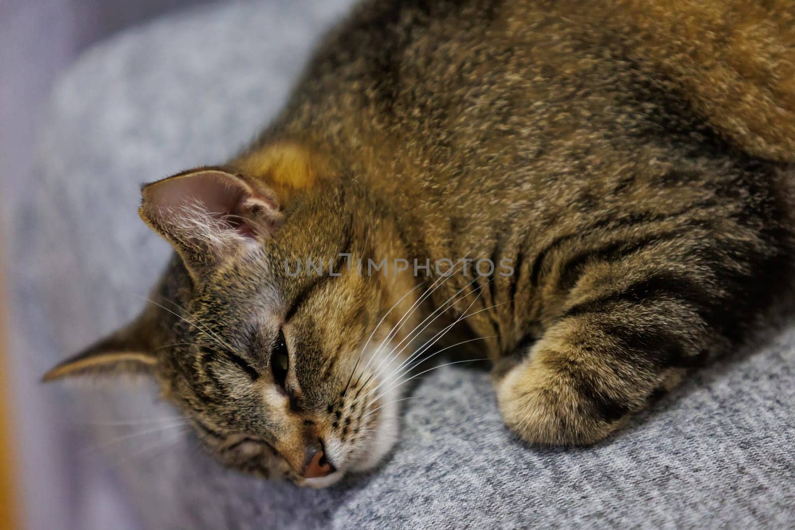 A peaceful close-up of a sleeping tabby cat, capturing its serene and relaxed state on a cozy surface. Perfect for pet lovers and home decor themes.