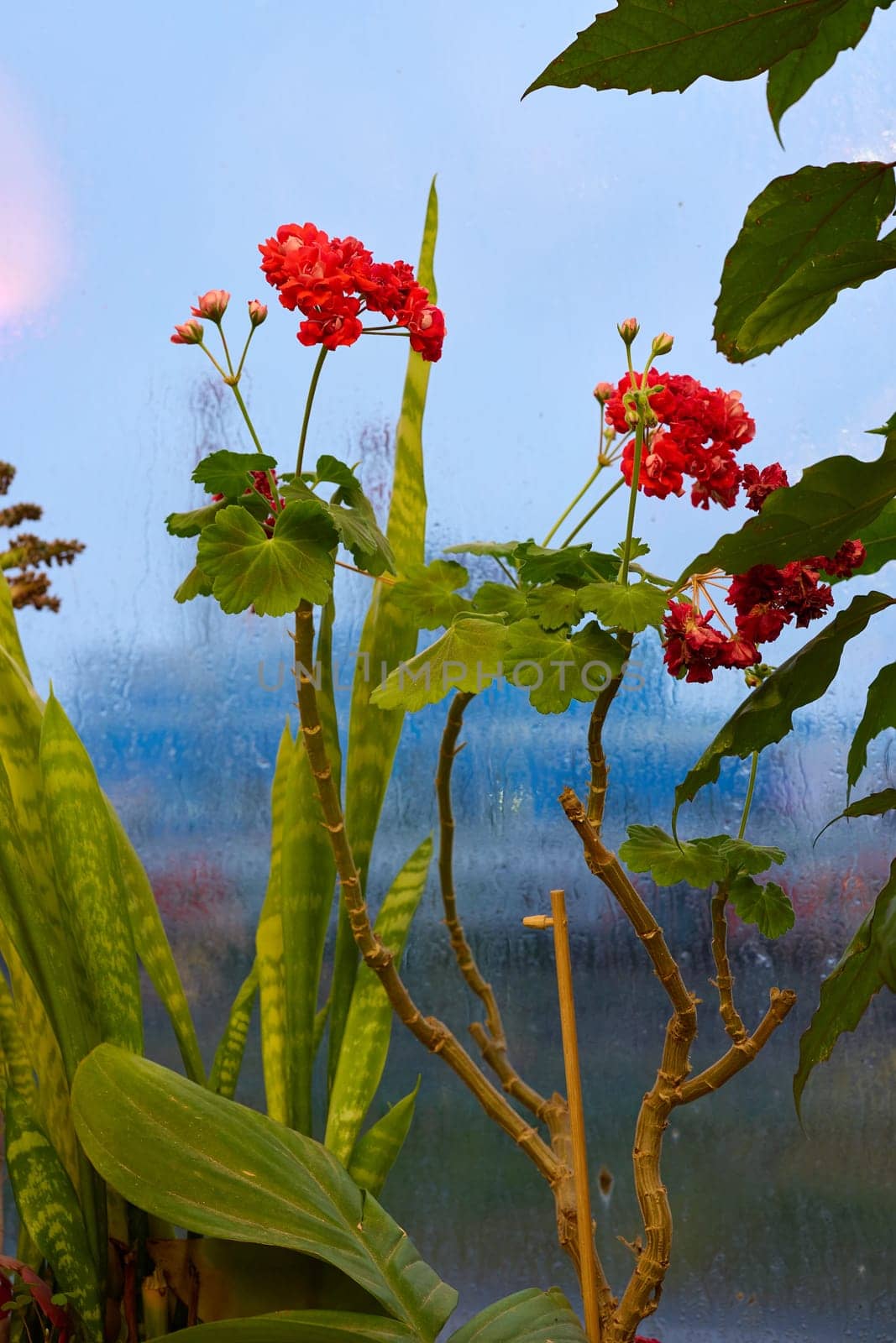 This closeup features vibrant red flowers with a blurred background, highlighting rich indoor greenery