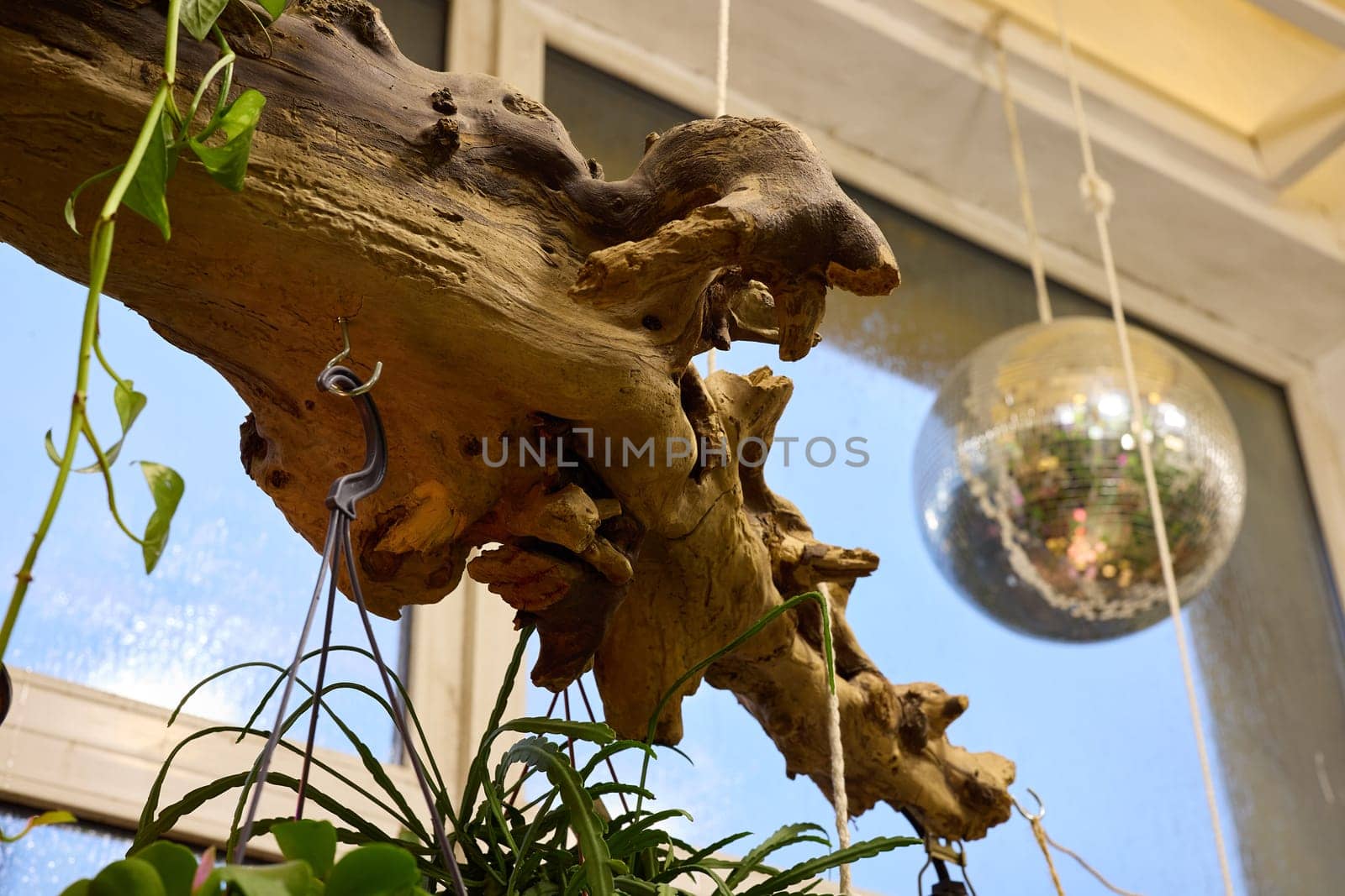 An elegant indoor display features driftwood, lush plants, and a captivating orb, enhanced by soft natural light