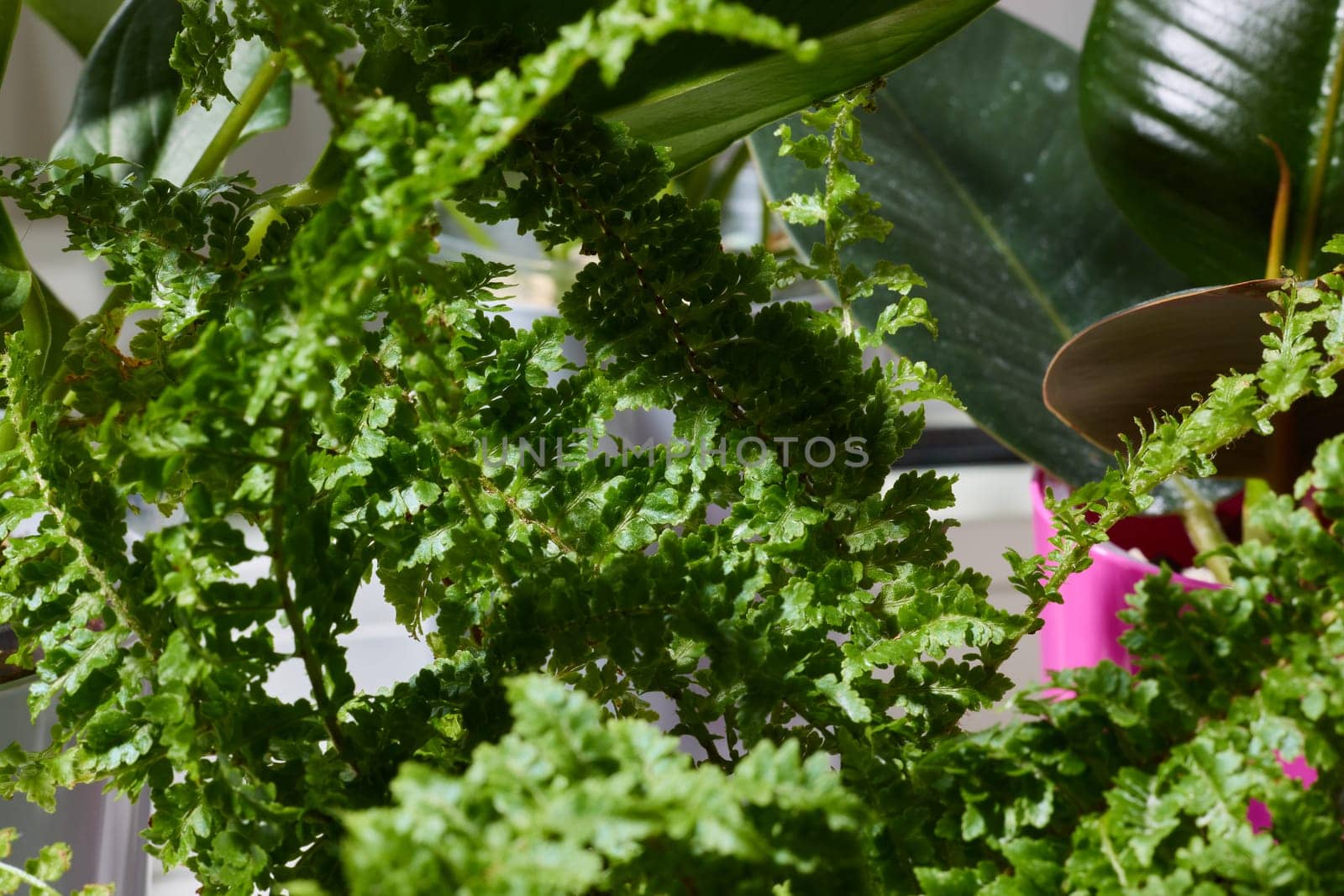 A detailed closeup of lush, vibrant green fern foliage that is perfect for themes involving nature and indoor plants