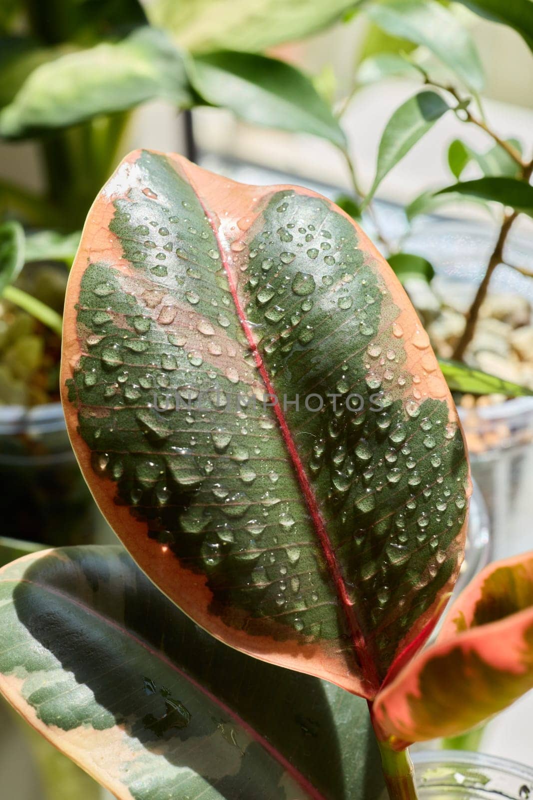 A stunning closeup of a lush, vibrant leaf adorned with sparkling water droplets, truly showcasing natures beauty