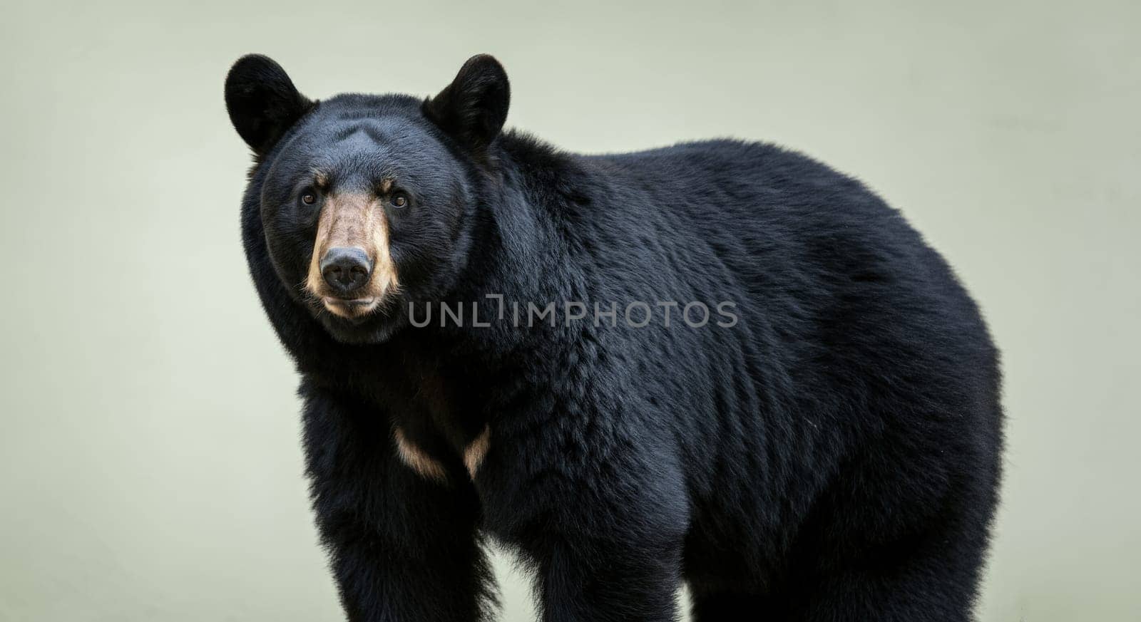 A majestic black bear stands in a natural setting, showcasing its glossy fur and keen gaze. perfect for themes on wildlife preservation, nature exploration, and animal behavior studies.