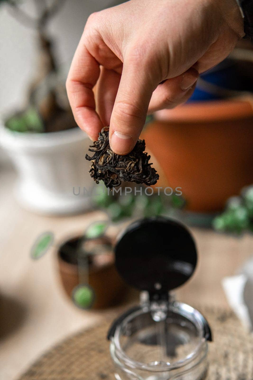 A closeup view features a hand holding dried herbs above a glass container, set amidst a vibrant plantfilled backdrop