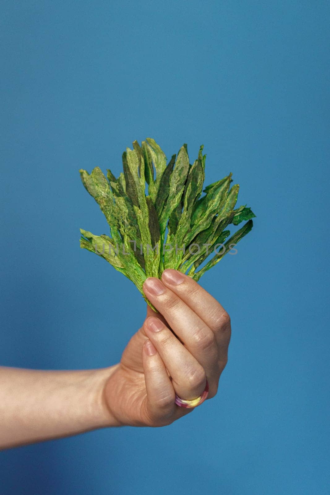 A hand gracefully holding a bountiful bunch of vibrant green leaves, which are ideal for culinary and botanical themes