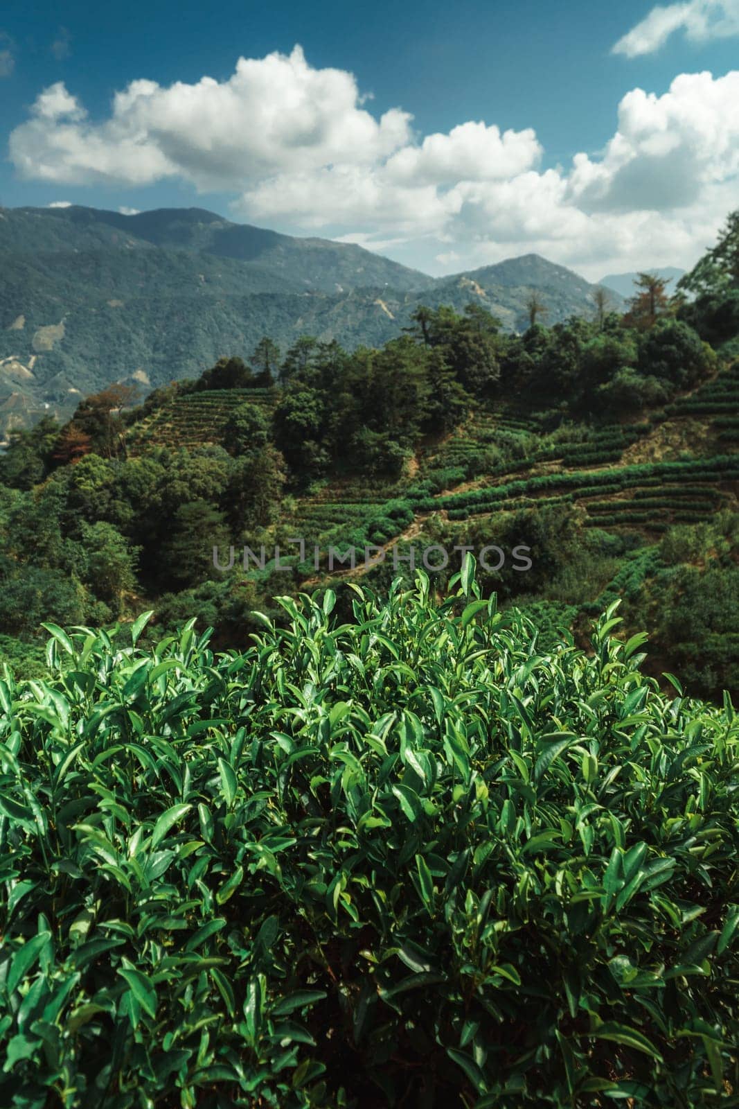 The breathtaking view of the lush green hills and the clear blue skies in this mountainous region is aweinspiring