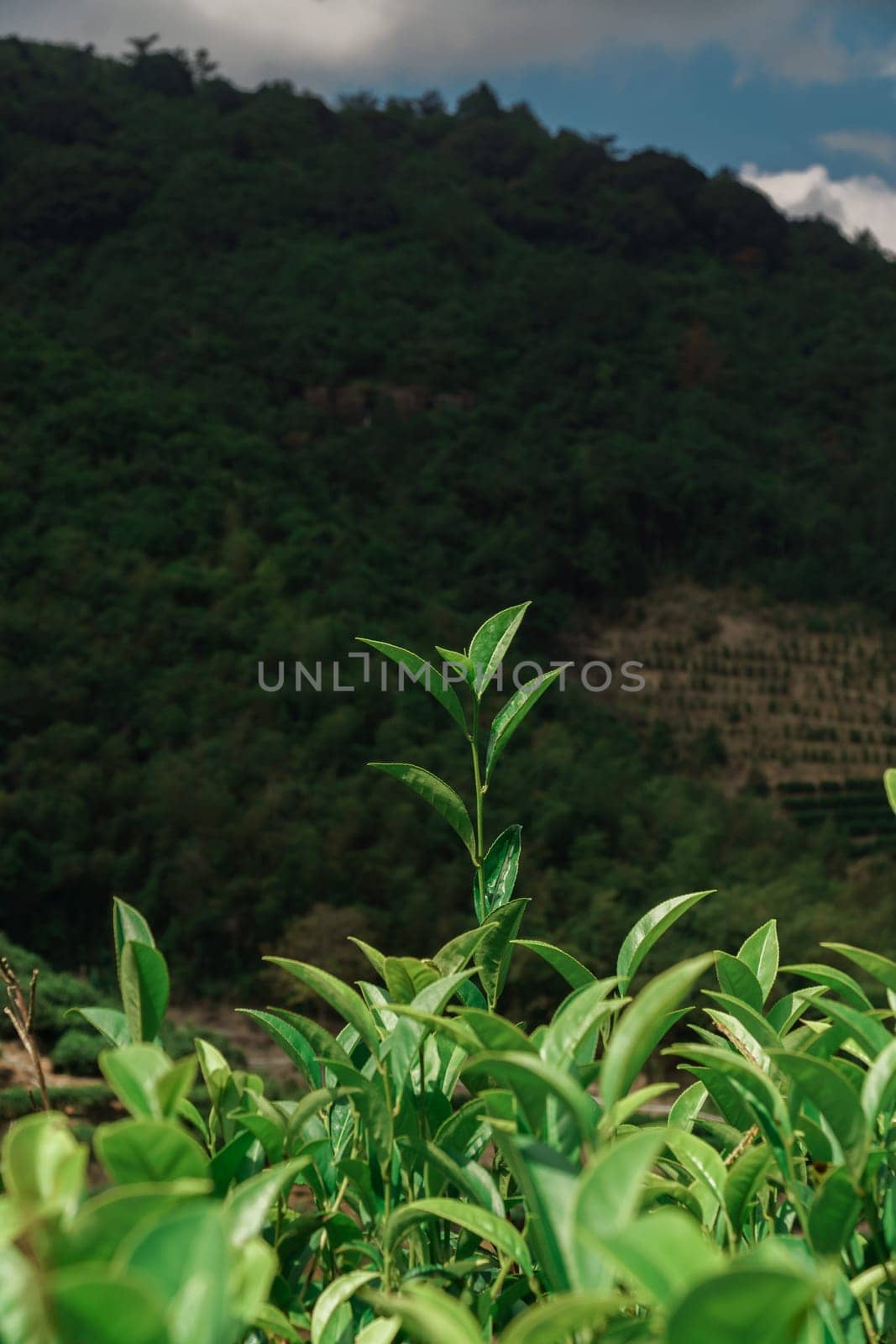 A vibrant closeup of thriving tea plants flourishing in the lush mountains, capturing the exquisite beauty of nature