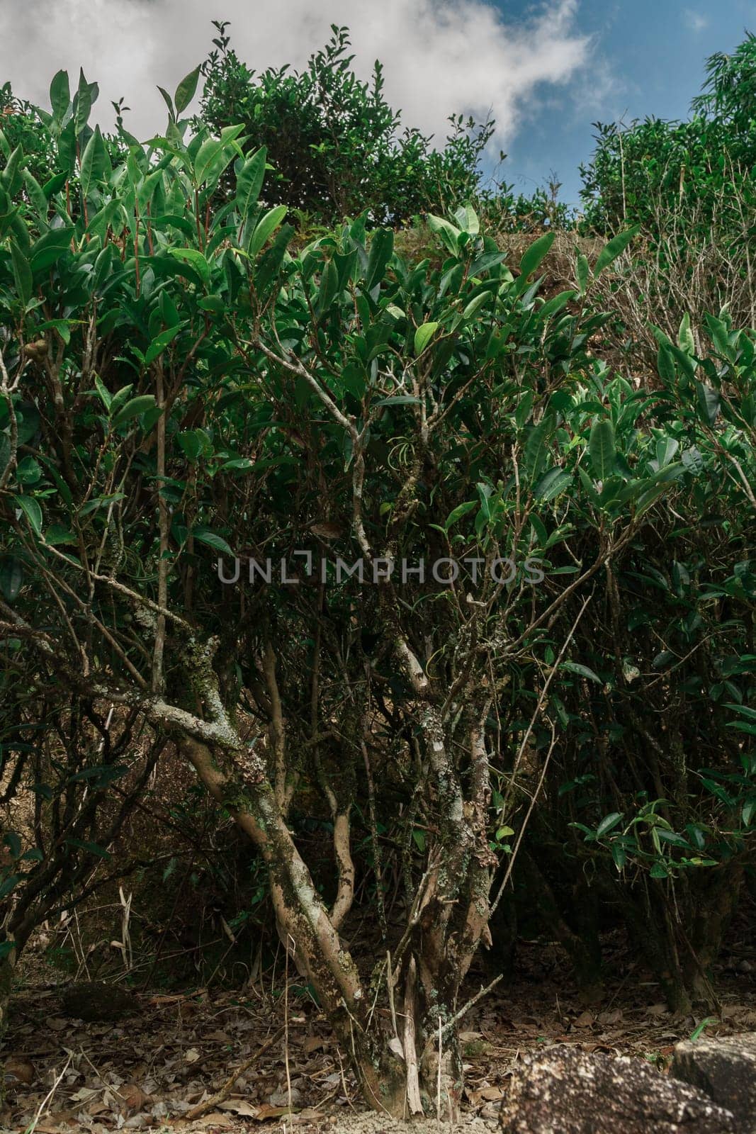 A vibrant cluster of lush green shrubs flourishes beautifully beneath a partly cloudy, serene sky above them