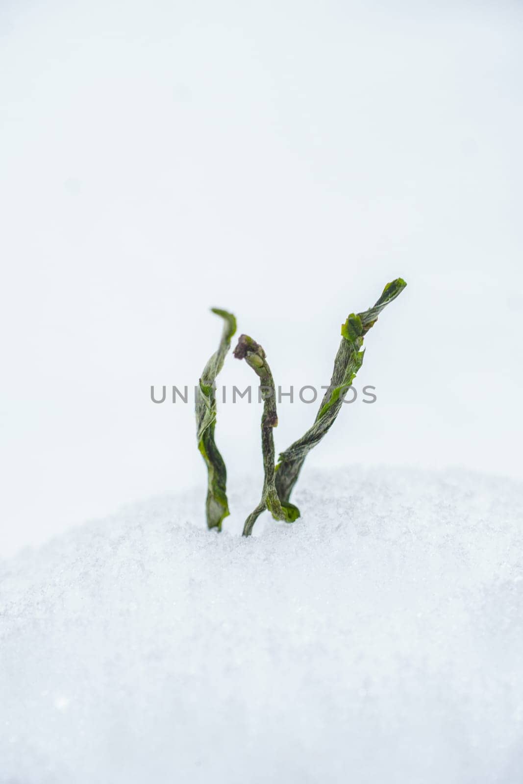 Fresh green shoots bravely breaking through a serene blanket of snow, symbolizing natures resilience and hope