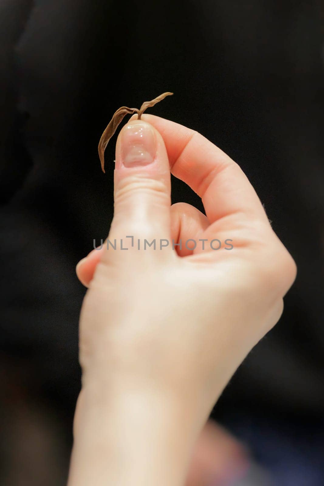 A hand gently holds a small, intricate object, showcasing its fine details and unique textures with great care