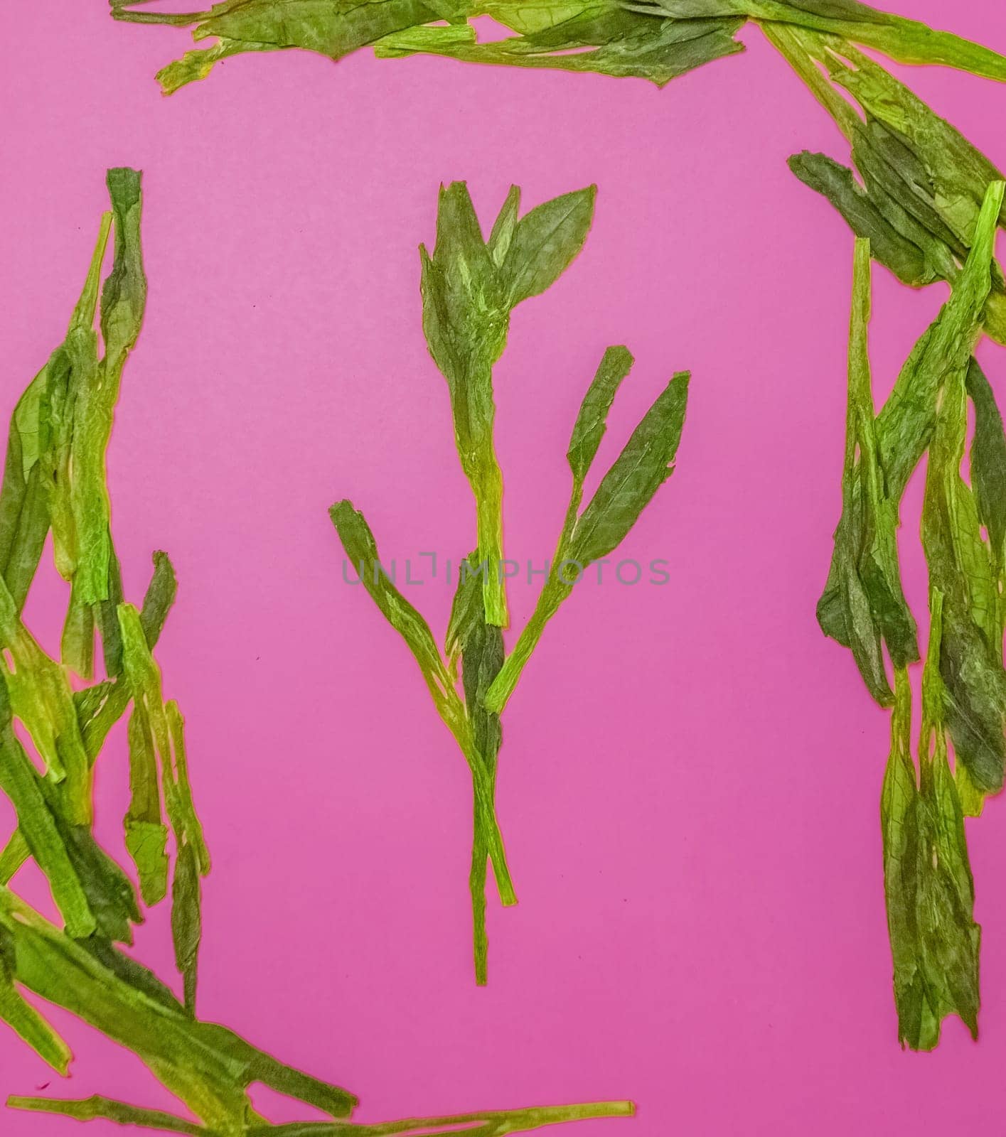 A beautifully colorful display featuring dried green leaves arranged in an artistic manner on a vibrant pink background