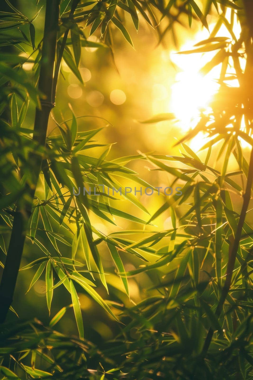Golden light filters through a tranquil bamboo grove at sunset, creating a serene and peaceful atmosphere. the warm glow enhances the natural beauty, offering a perfect setting for relaxation and reflection amid the lush greenery.