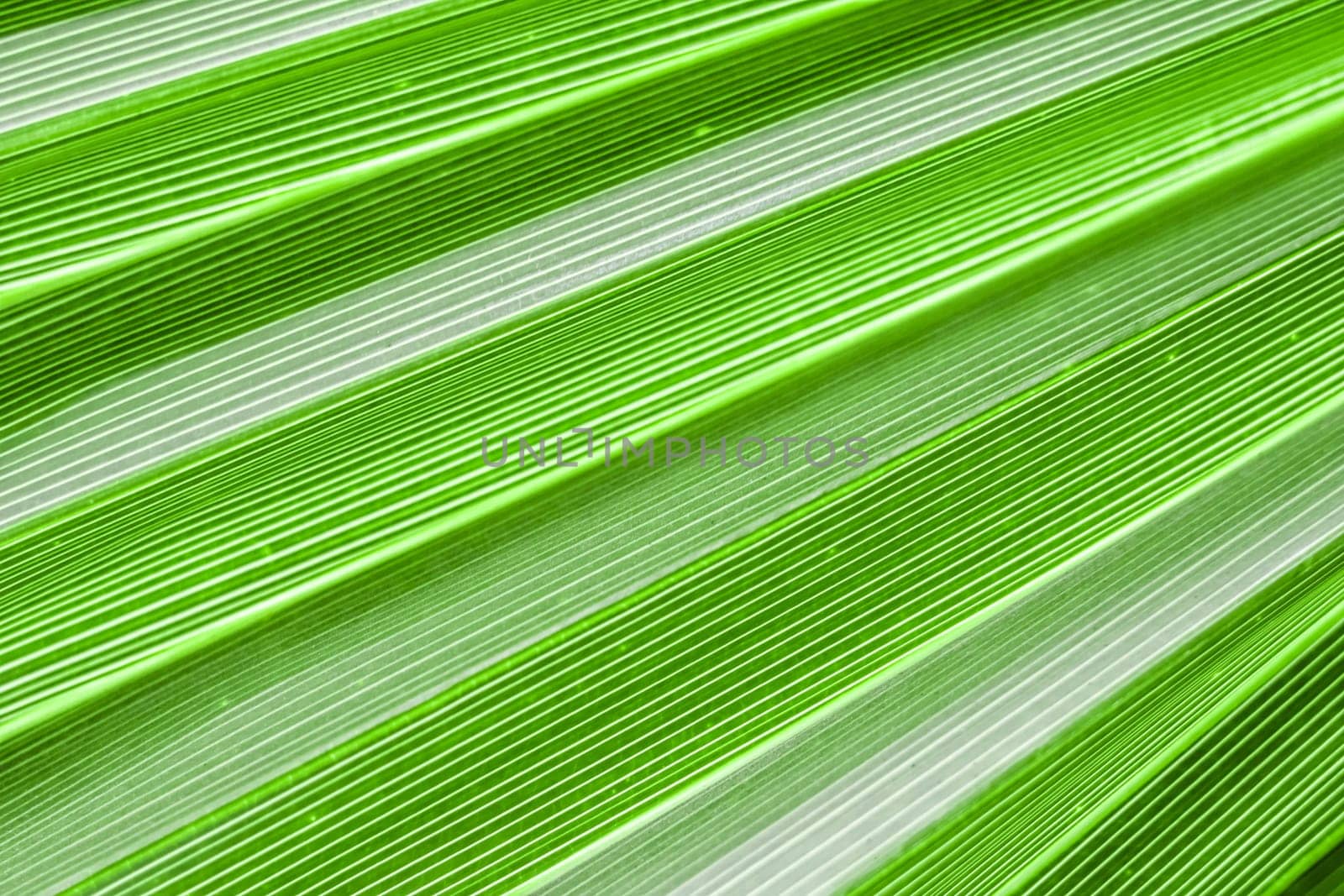 Palm leaf texture for background. Summer holiday and tropical nature concept.
