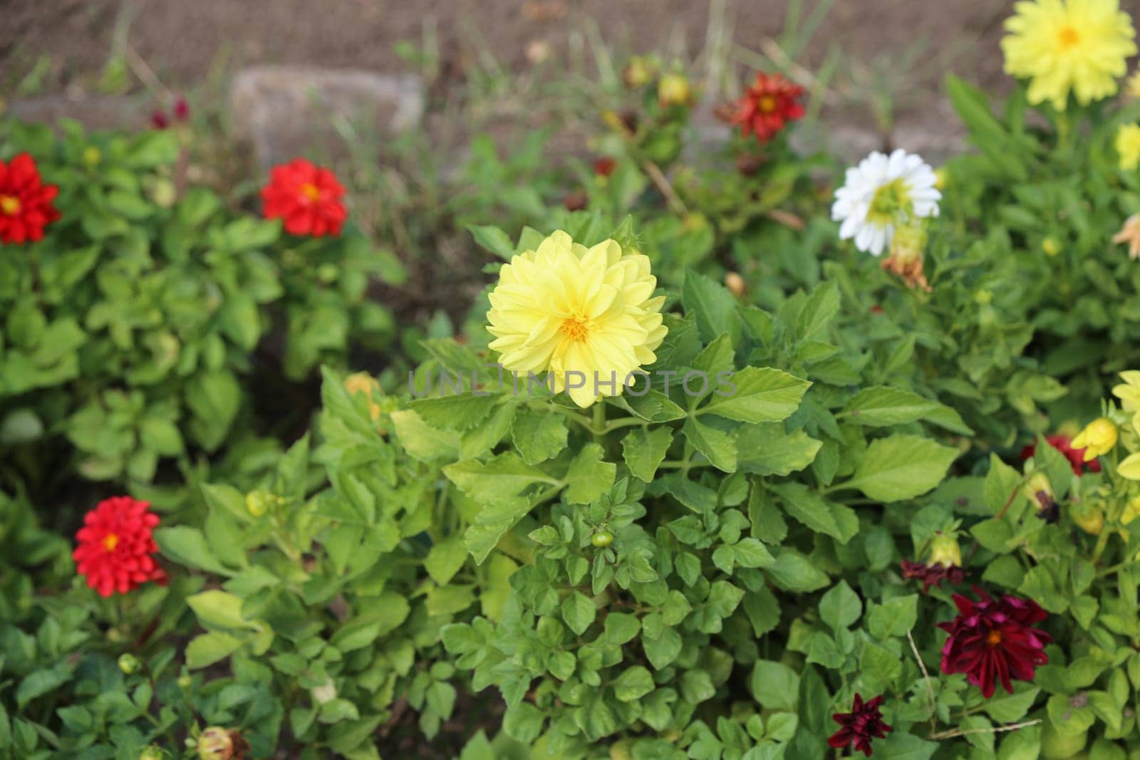 beautiful yellow and red flowers in the garden, botanical view, plant, flora summer autumn nature green leaves background landscape. High quality photo
