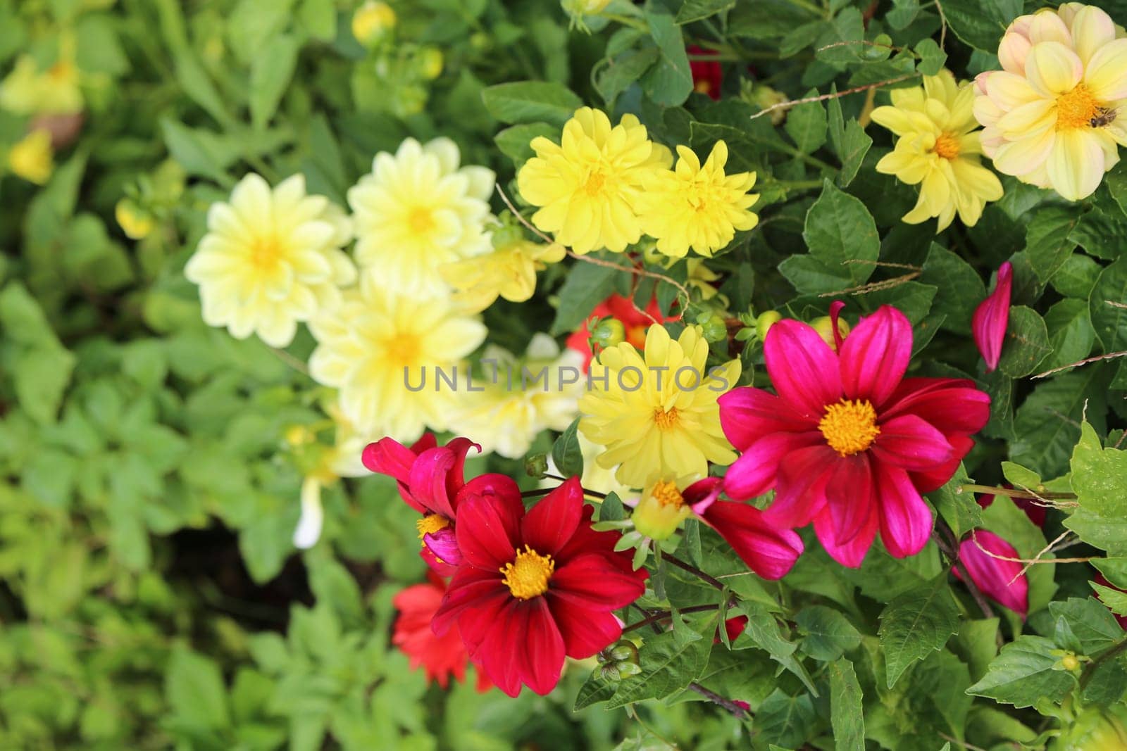 beautiful yellow and red flowers in the garden, botanical view, plant, flora summer autumn nature green leaves background landscape. High quality photo