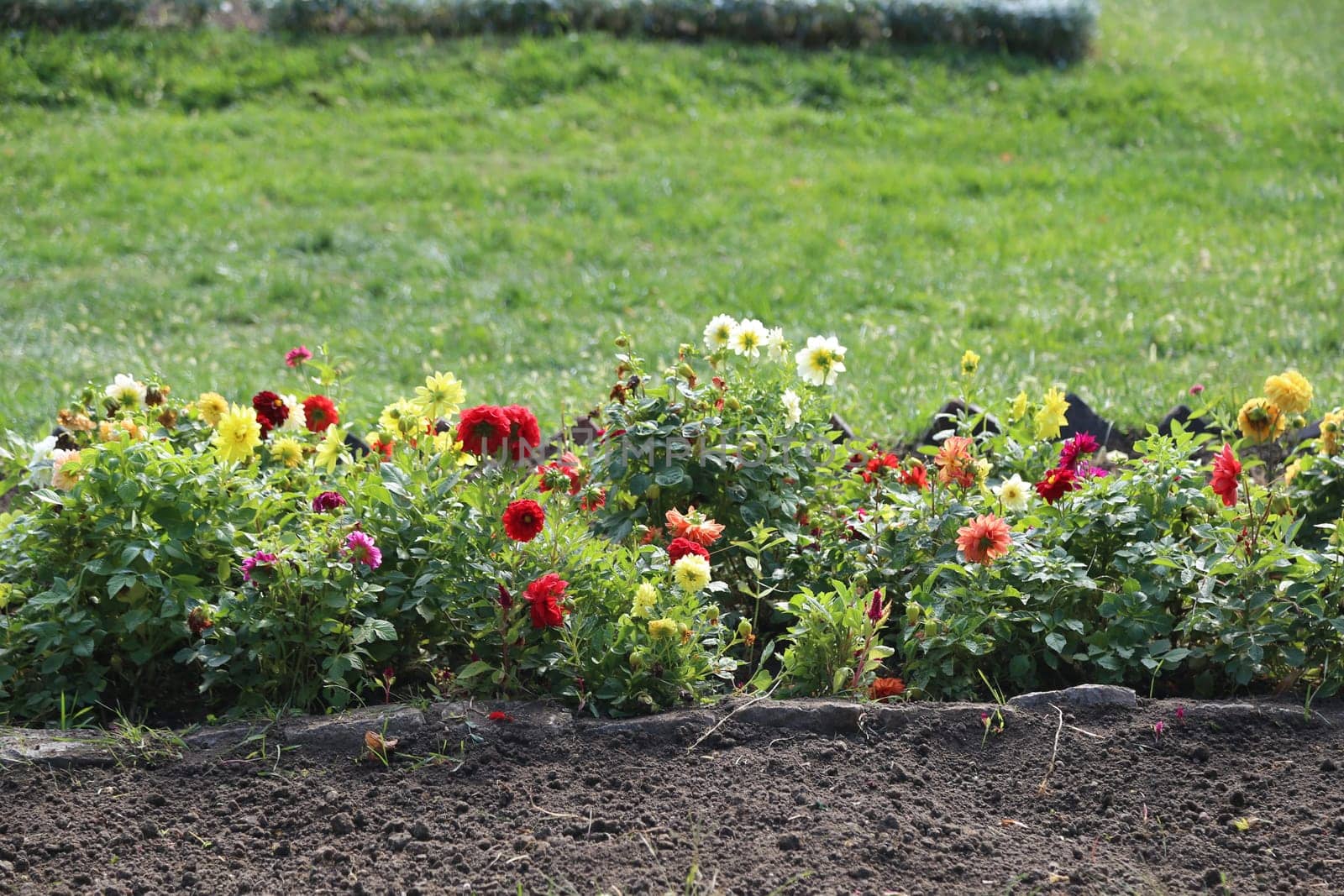 beautiful yellow and red flowers in the garden, botanical view, plant, flora summer autumn nature green grass leaves background landscape. High quality photo