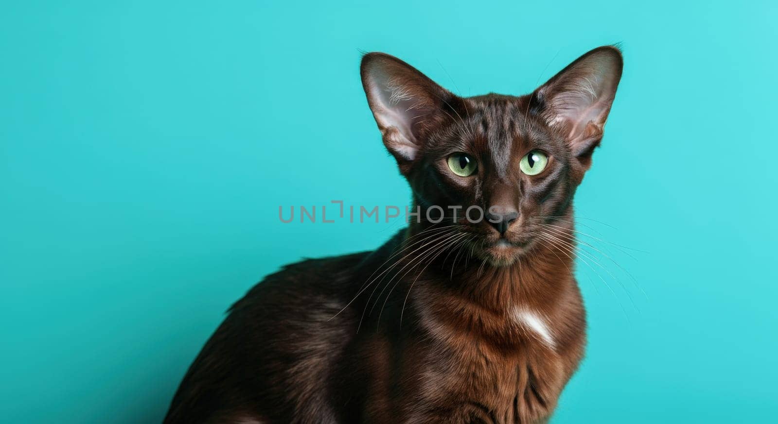 Oriental shorthair cat with striking green eyes poses gracefully against a vibrant turquoise backdrop. the cat's sleek, chocolate-brown coat highlights its distinctive ears and alert expression, capturing a sense of elegance and poise.