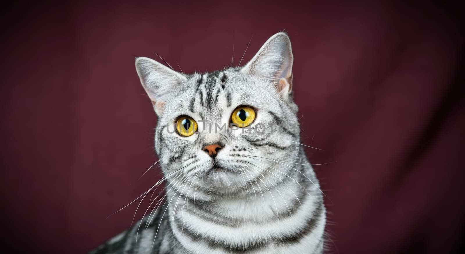 Silver tabby cat with intense yellow eyes against a rich maroon background. the close-up highlights the feline's distinct striped pattern and sharp gaze, perfect for pet lovers and animal-inspired designs.