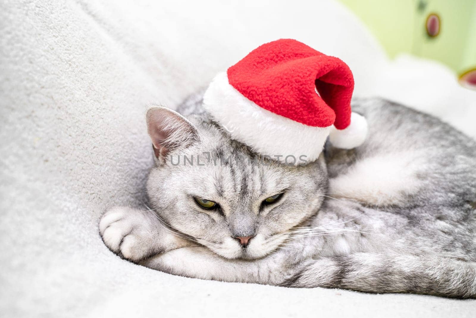 Scottish straight Christmas cat in a red santa hat sleeps on a white blanket. Pets, Christmas stories with pets