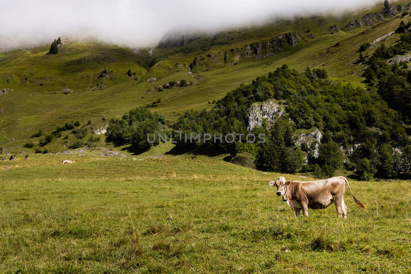 A single, brown Jersey cow stands in a field atop a mountain in alpine pastures. Flicking its tail amongst the backdrop of beautiful grass and foggy clouds, Switzerland.
