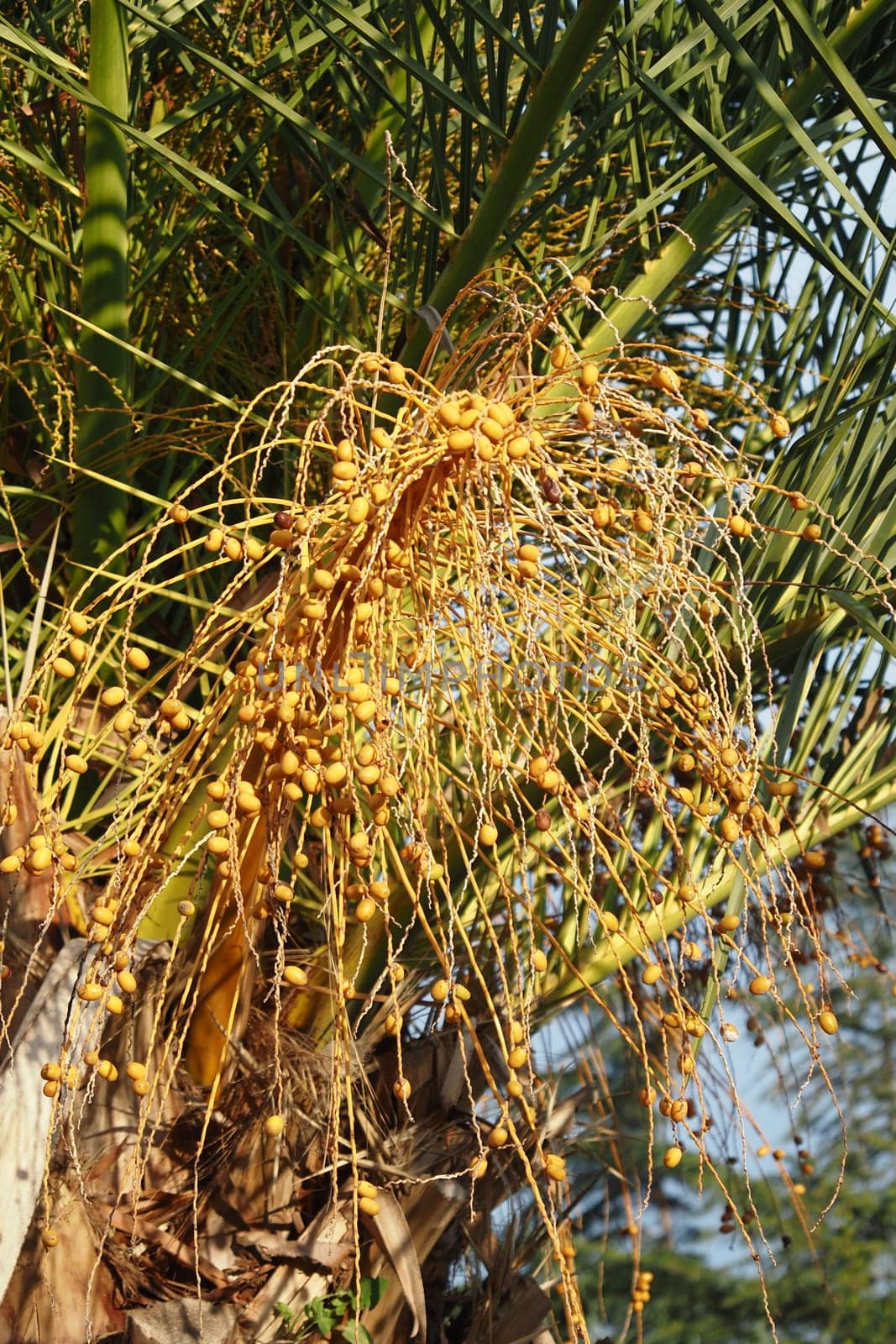 Clusters of ripe, golden date palm fruits are hanging gracefully from the branches above