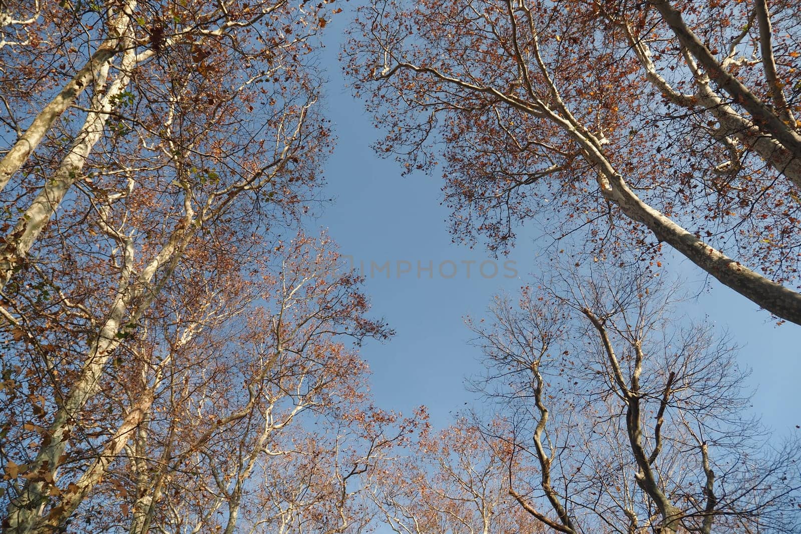 Branches of deciduous trees in the park in spring sunny weather, .