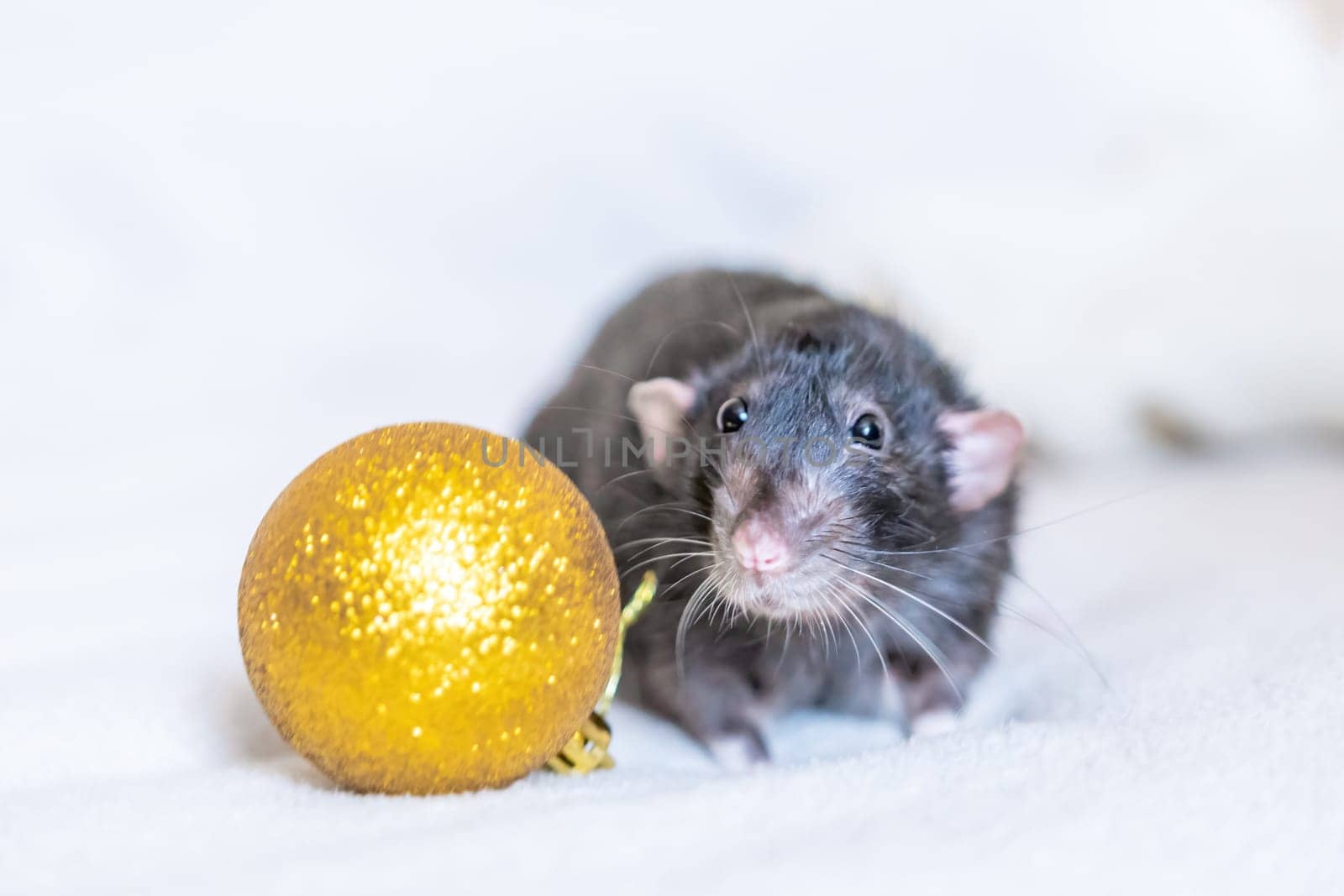 A black rat sits on a white surface, looking directly at the camera, with a large gold Christmas ornament beside it.
