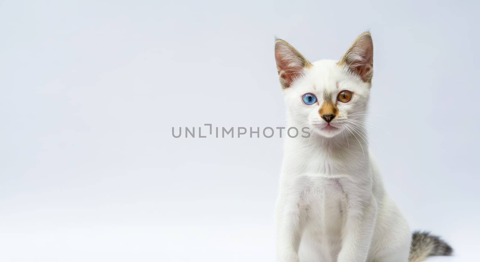A white kitten with captivating heterochromia, featuring one blue eye and one brown eye, sits poised against a clean white background. the soft lighting highlights its unique facial markings and smooth fur, creating a serene and elegant composition.
