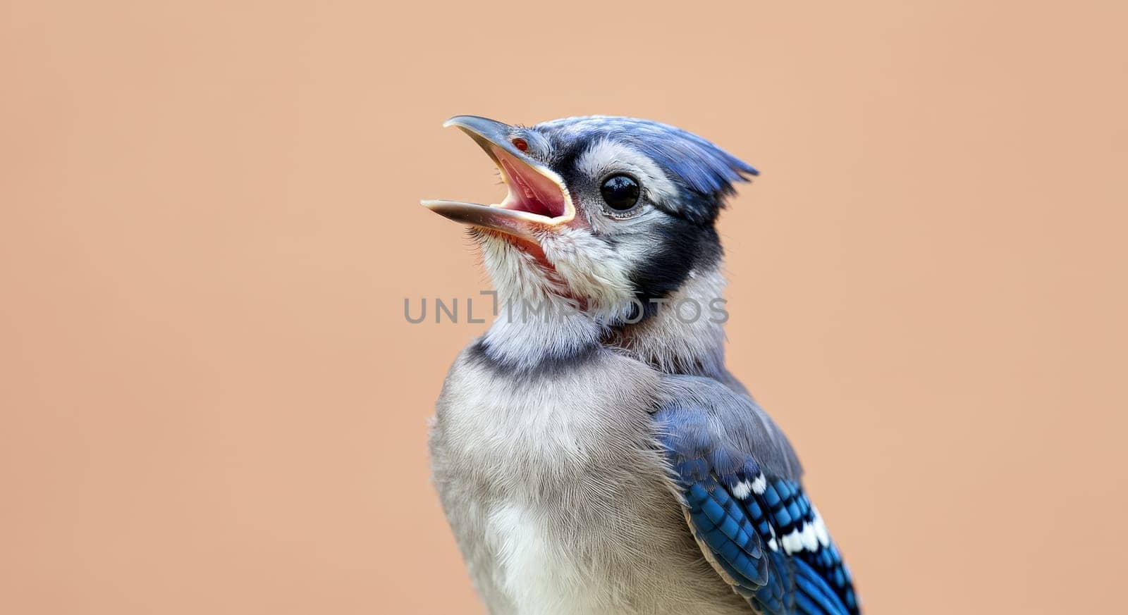 A striking blue jay with vivid plumage sings against a muted peach backdrop. the bird's sharp, expressive features and rich blue feathers contrast beautifully, its dynamic presence in the wild.