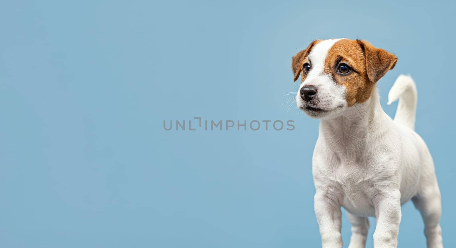 A playful jack russell terrier puppy stands alert on a light blue background. the focus is on its expressive eyes and perky ears, showcasing the breed's energetic and curious nature, perfect for projects about pets or family.