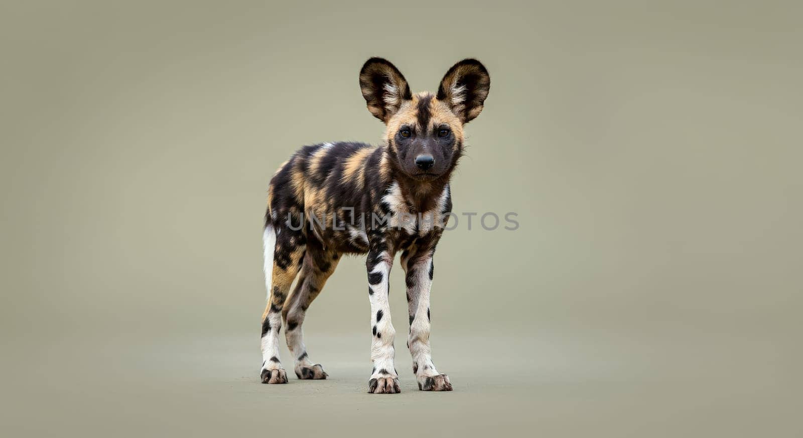 African wild dog standing on a plain background, showcasing its distinctive black, brown, and white coat. large, rounded ears are prominent, symbolizing the species' keen sense of hearing in the wild.