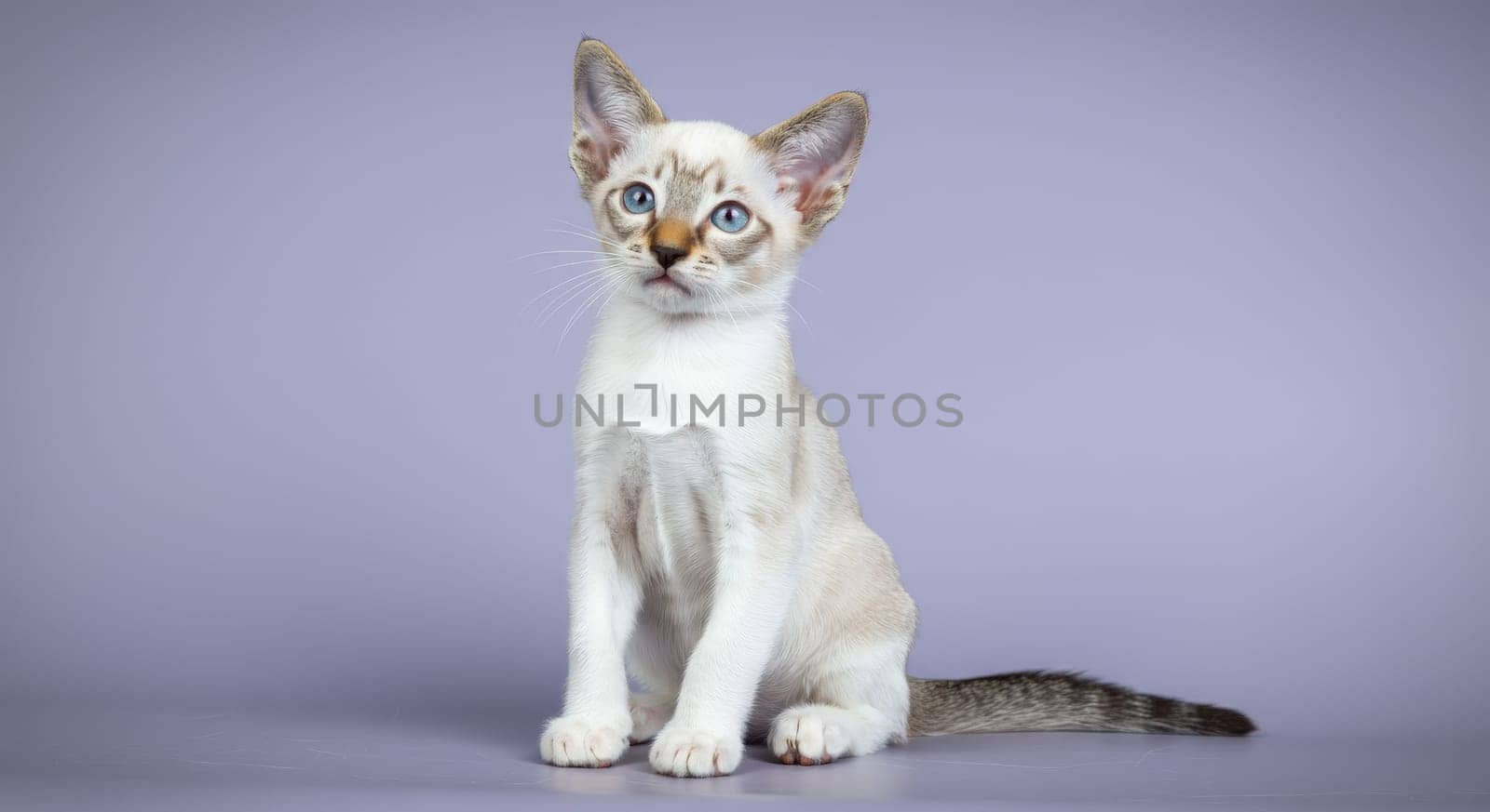 Young siamese kitten with striking blue eyes sits attentively on a smooth lavender surface. the kitten features a creamy coat with distinctive facial markings, exuding curiosity and charm in a serene, minimalist setting.