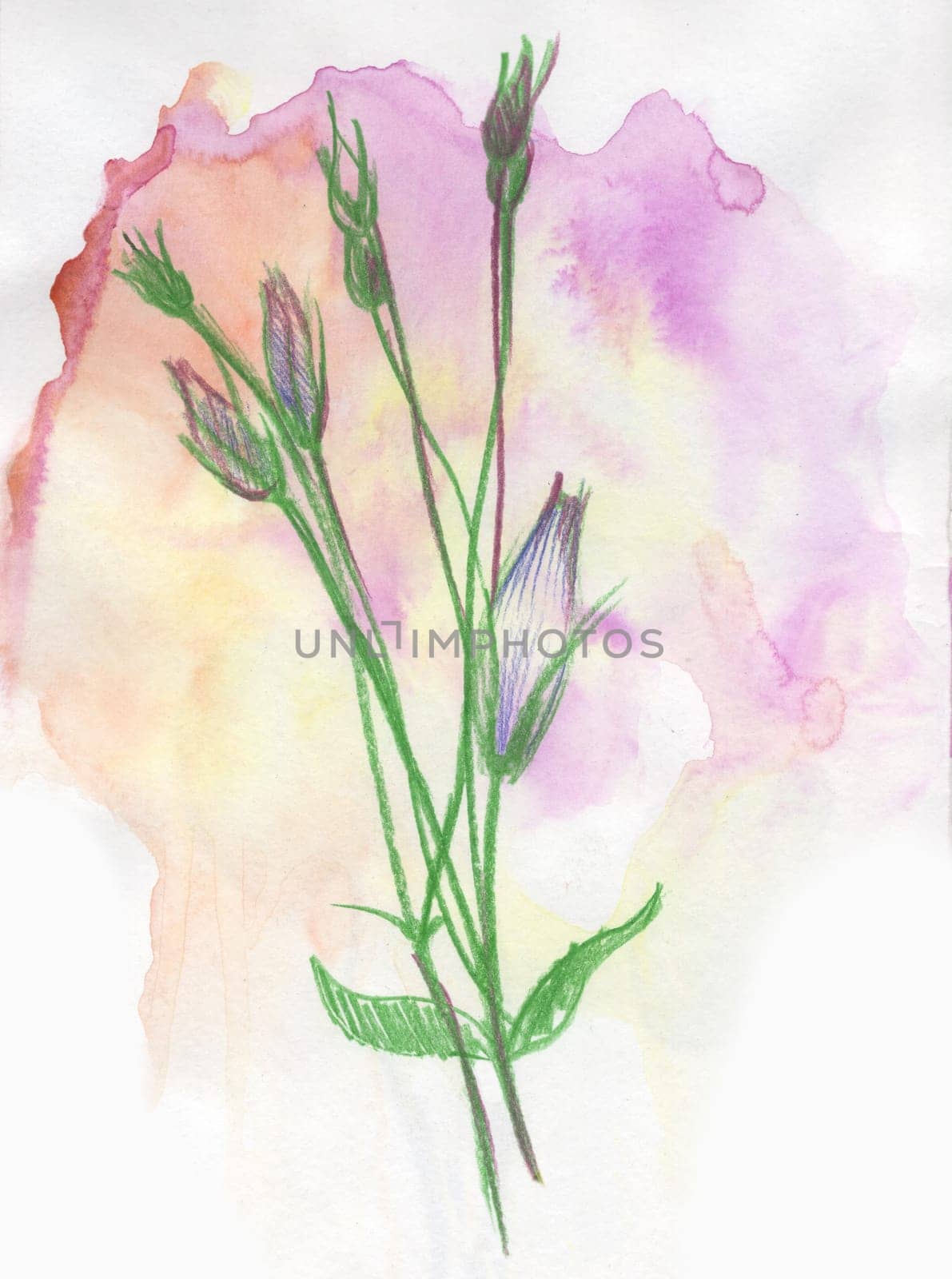 Watercolor sketch illustration with pink flowers bouquet drawn with watercolor pencil workflow