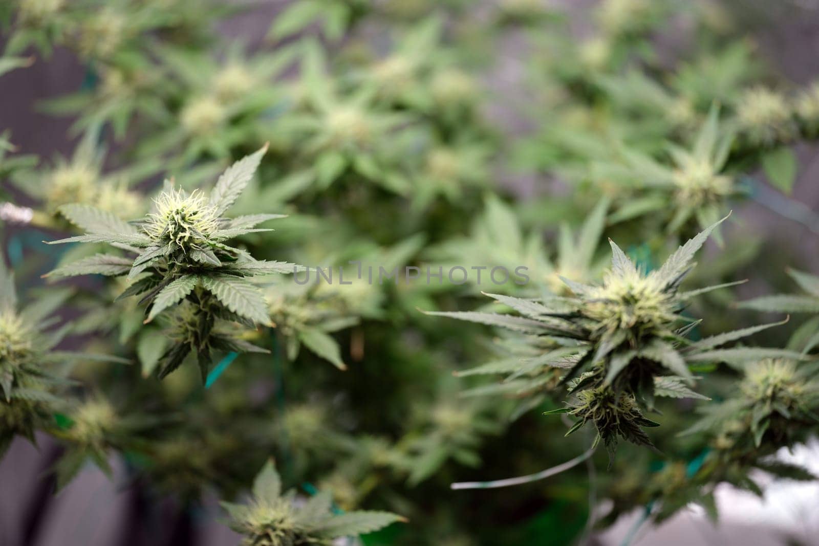 A closeup view of a flourishing cannabis plant, showcasing its vibrant and healthy buds along with lush leaves