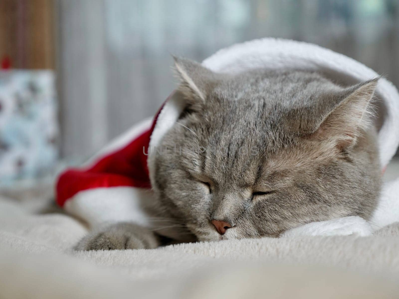 Celebrating Merry Christmas and Happy New Year 2025 at home with a pet. Scottish Straight cat sleeping on bed close-up