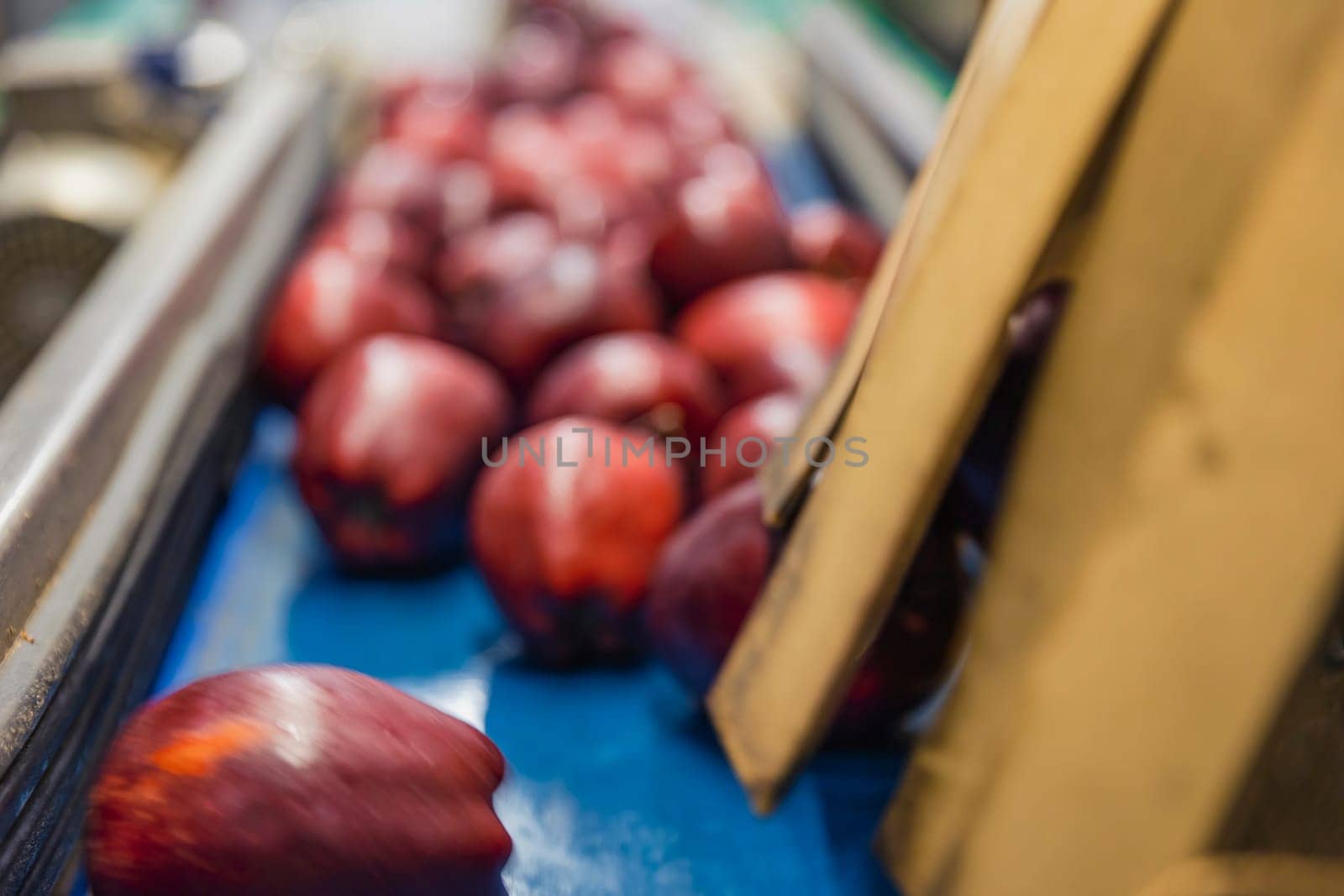 automatic line for selecting apples for further sale