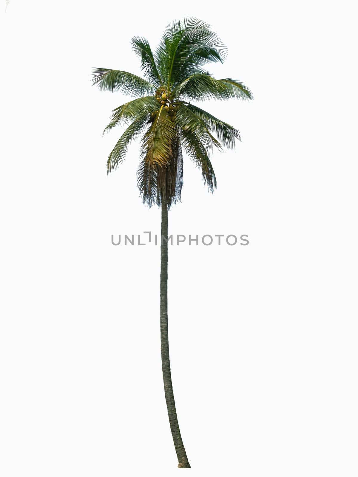 One coconut tree isolated on white background.